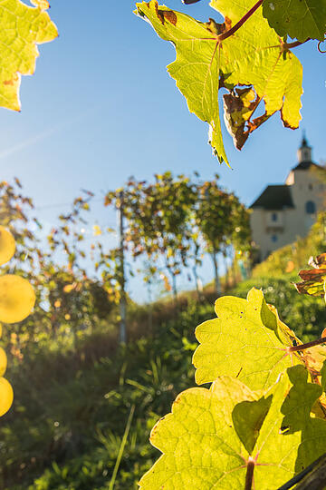 024 16 c FRANZGERDL HE Lavanttal 4733