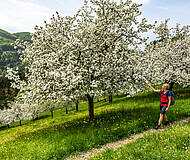 035 19 c FRANZGERDL Lavanttal Obstbaumbluete 2300