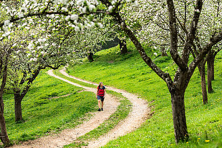 Mit der Koralmbahn zur Blütenwanderung ins Granitztal am 1. Mai