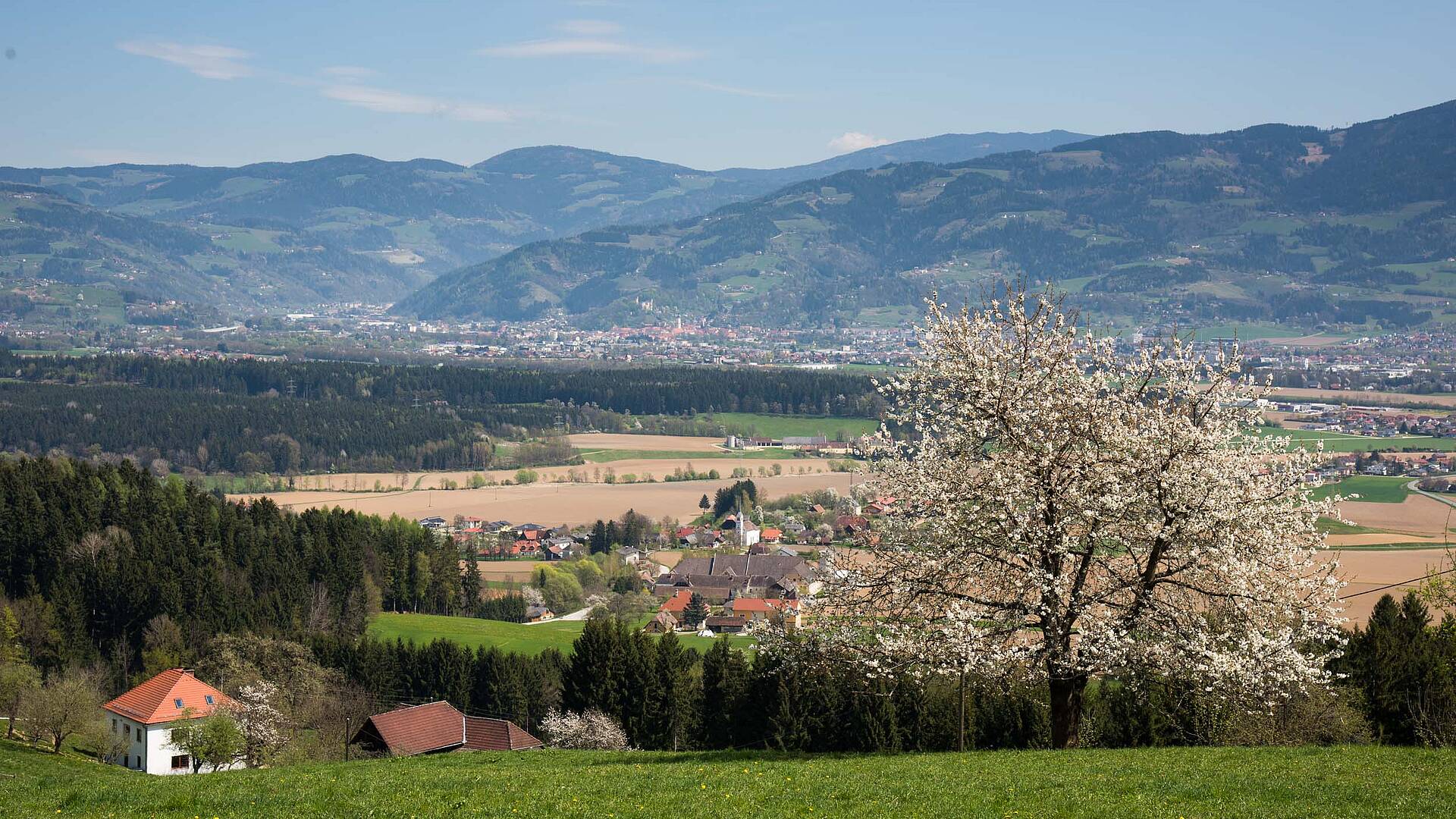 003 15 c FranzGERDL LAVANTTAL Fruehling 3191