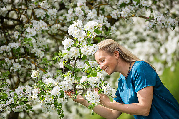 044 19 c FRANZGERDL Lavanttal Obstbaumbluete 2429