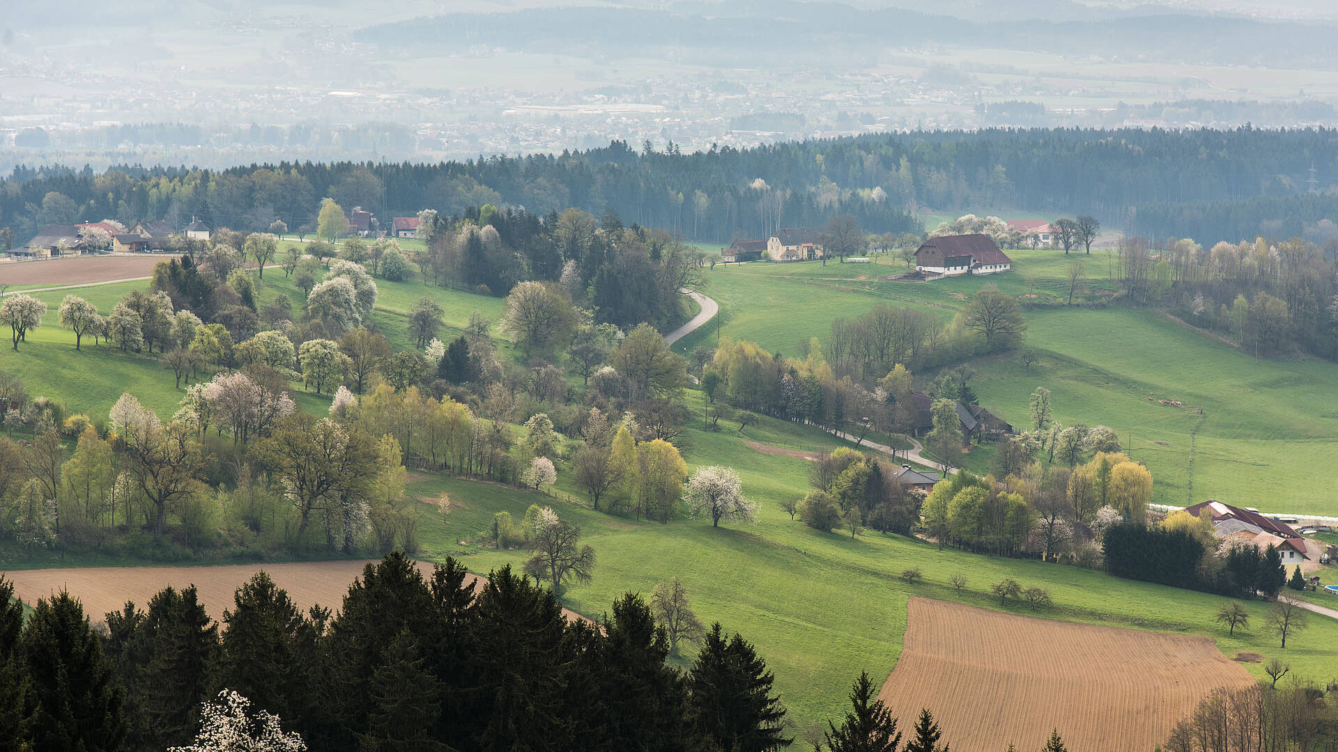 002 15 c FranzGERDL LAVANTTAL Fruehling 3176