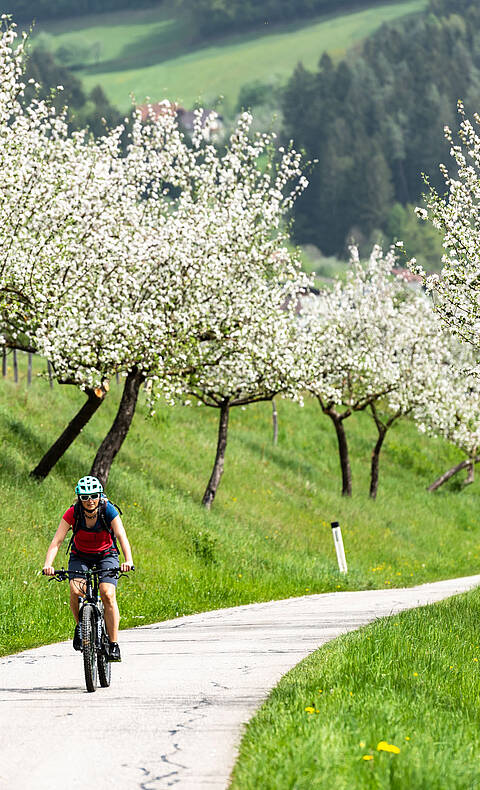 020 19 c FRANZGERDL Lavanttal Obstbaumbluete 2103